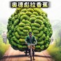 陈三岁一命通关
